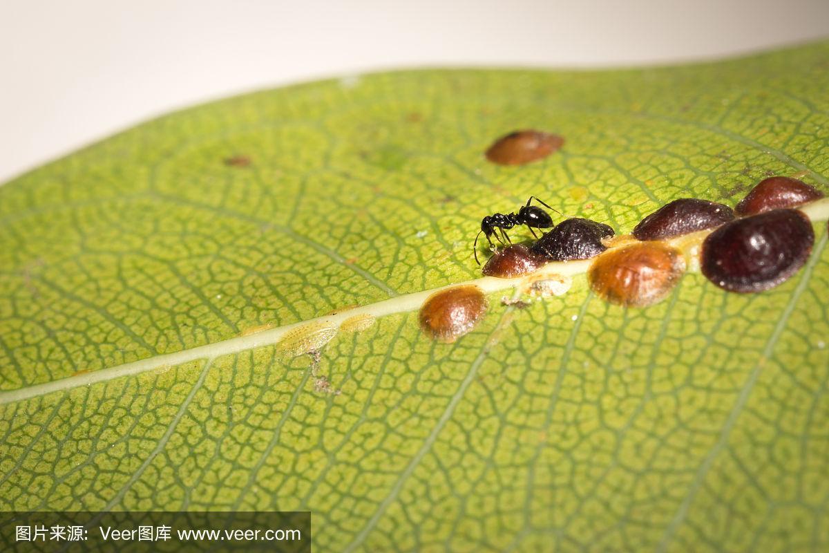 粉底竟来自植物？蚂蚁庄园揭秘古代化妆术