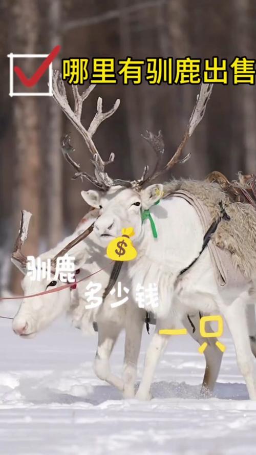 一包驯鹿之尘在哪获得？冬幕节隐藏任务奖励
