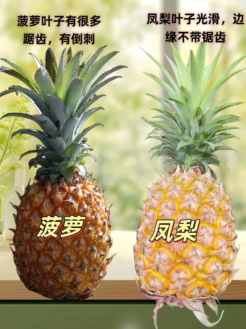 到底什么是凤梨？它和菠萝是不是同一种水果？