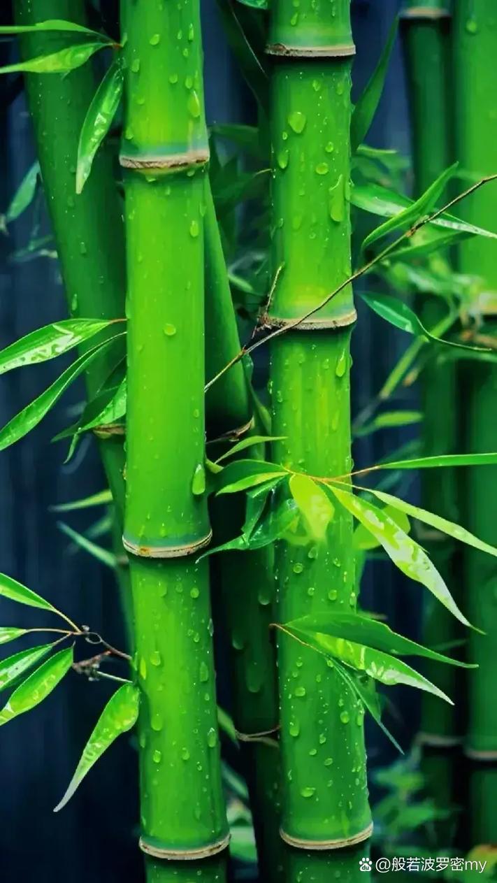 震惊！高大挺拔的竹子，实际上是草！