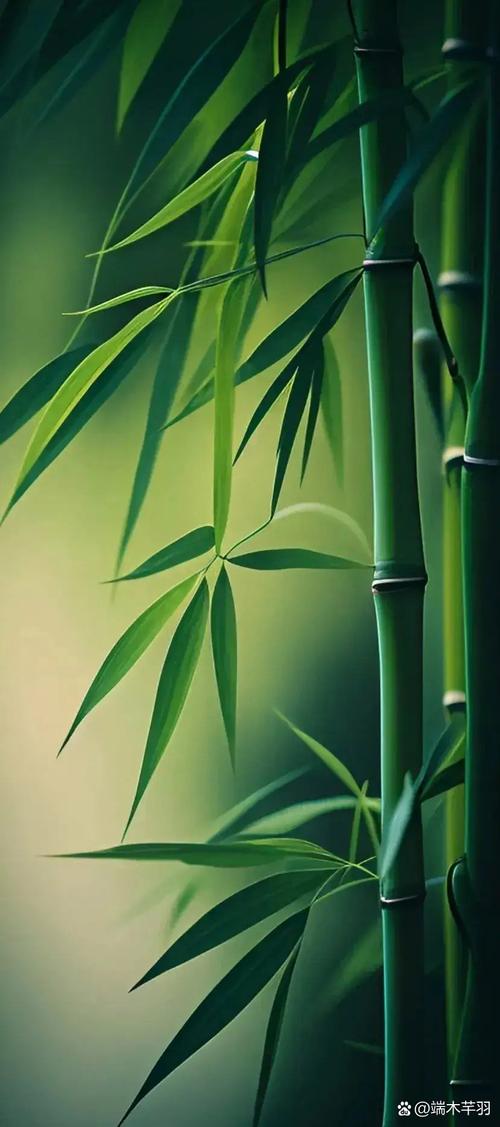 震惊！高大挺拔的竹子，实际上是草！