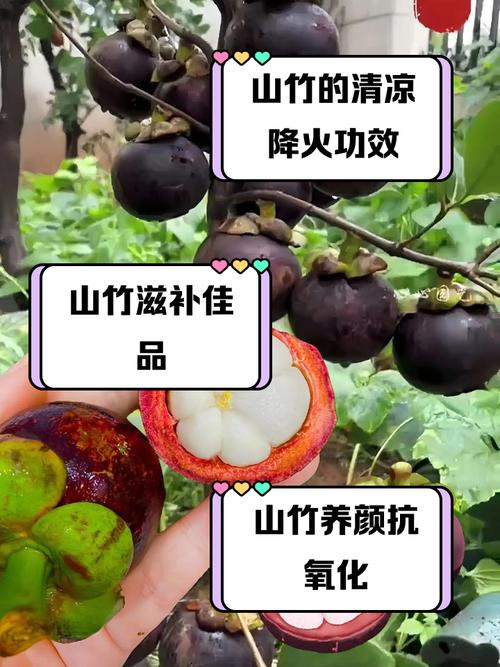 山竹蚂蚁庄园答题：果脐“花瓣”越多越好吃？