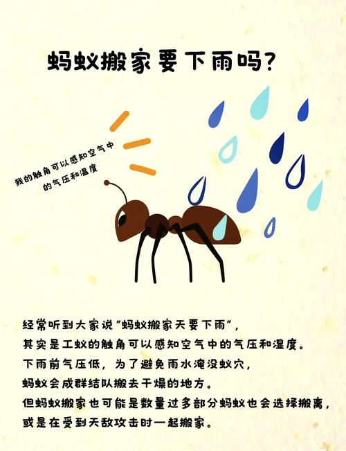 从司空见惯到深入了解：蚂蚁世界的秘密