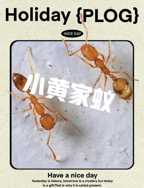从司空见惯到深入了解：蚂蚁世界的秘密
