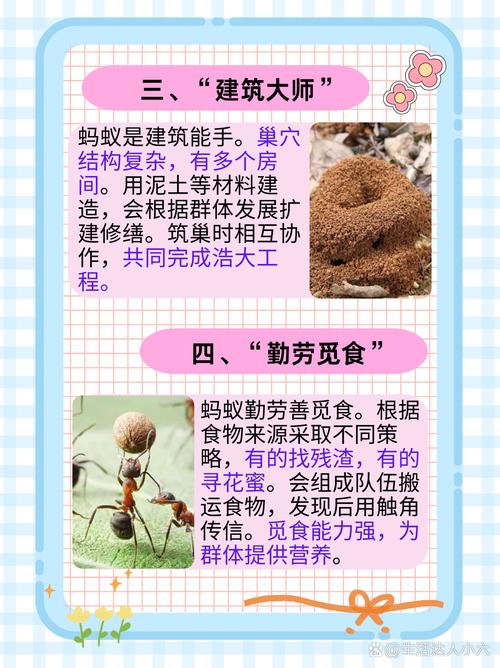 从司空见惯到深入了解：蚂蚁世界的秘密