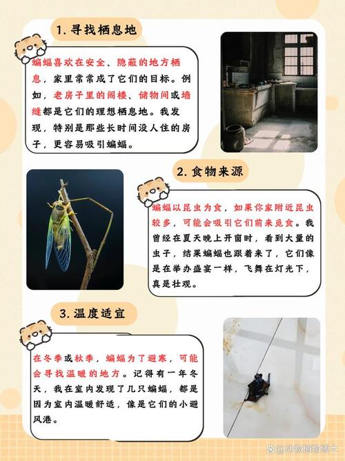 蚂蚁庄园趣味问答：关于蝙蝠，你知道这些吗？
