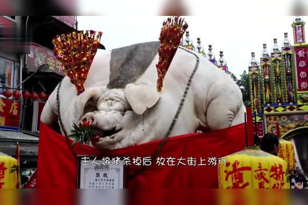 吉尼斯纪录认证：大流士兔子，世界上最大的兔子有多巨型？