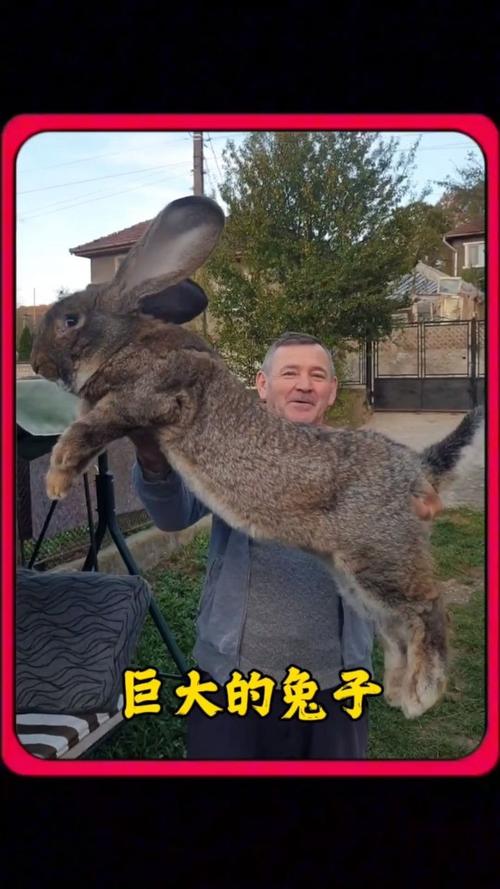 吉尼斯纪录认证：大流士兔子，世界上最大的兔子有多巨型？