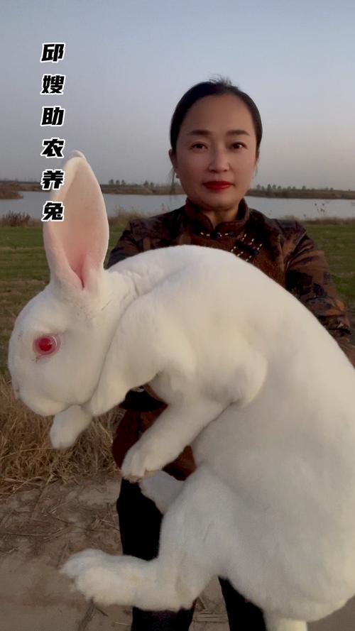 吉尼斯纪录认证：大流士兔子，世界上最大的兔子有多巨型？
