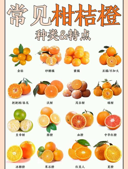 盛产柑橘第一洲的秘密，看完这篇你就知道了！